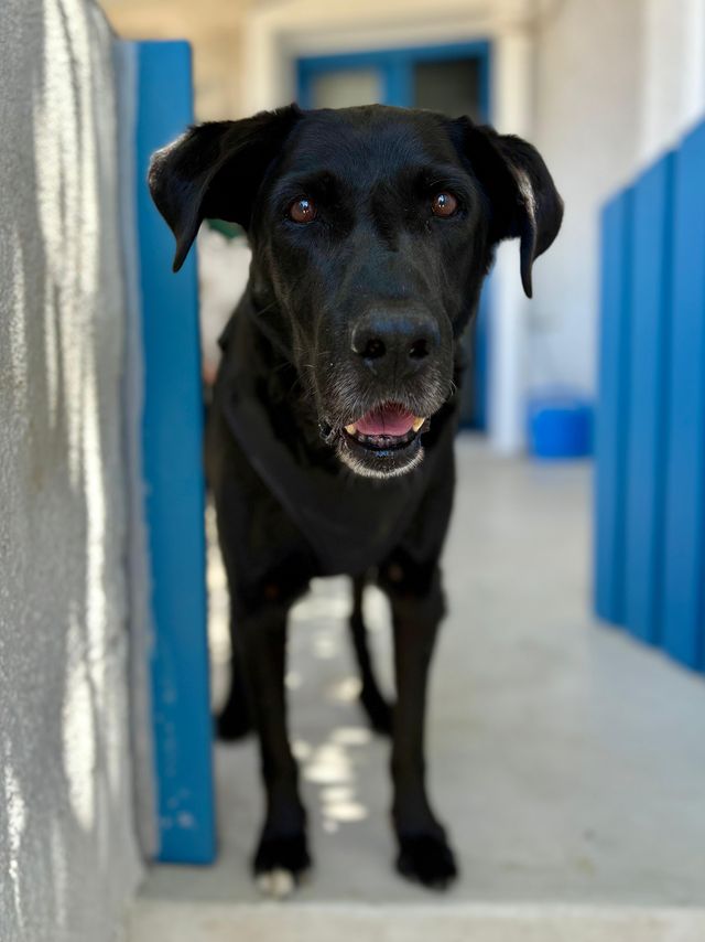 fellengel_manthos_02