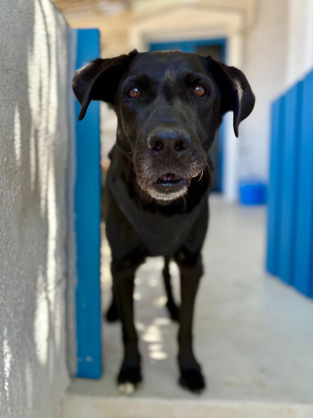 fellengel_manthos_03