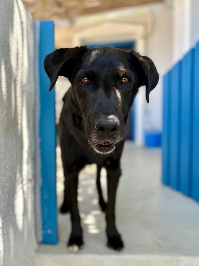 fellengel_manthos_04