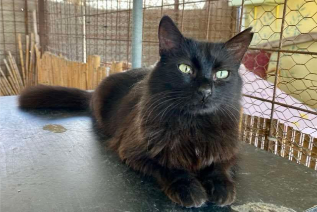 fellengel-bakalaria-1