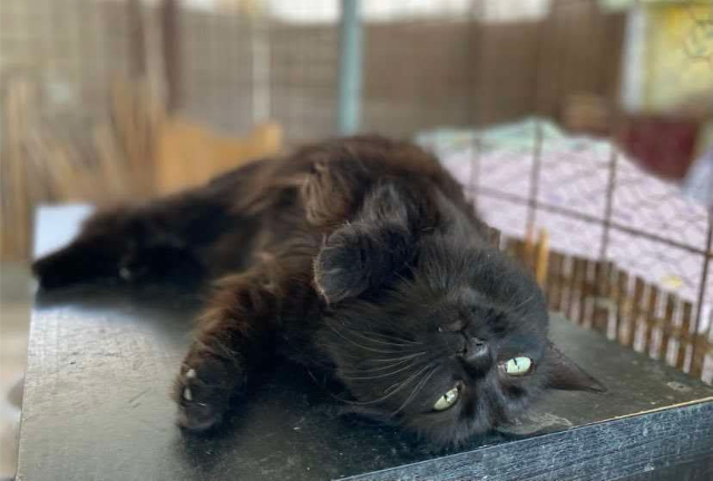 fellengel-bakalaria-2