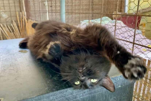 fellengel-bakalaria-3