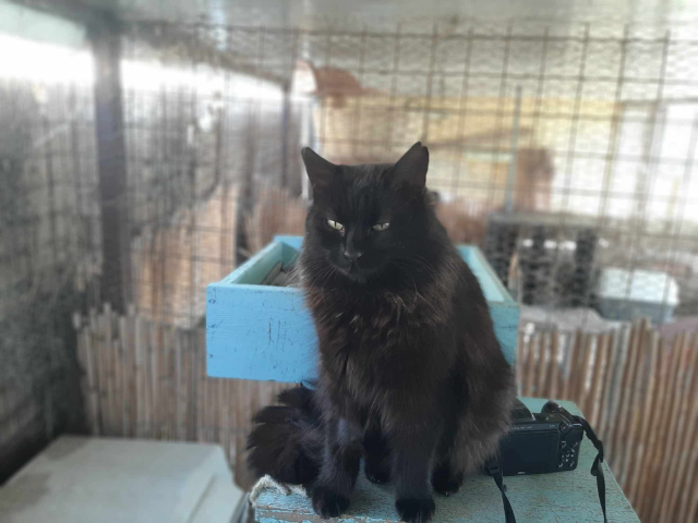 fellengel-bakalaria-4