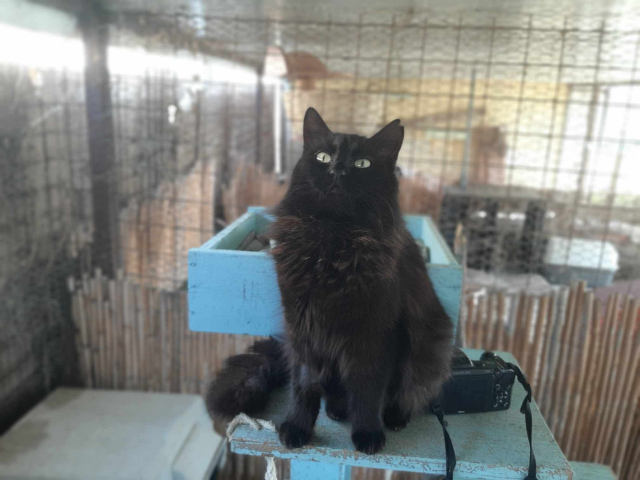 fellengel-bakalaria-5