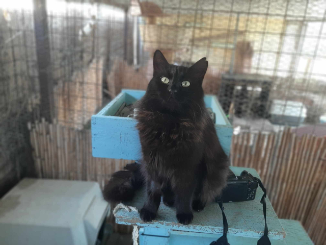 fellengel-bakalaria-6