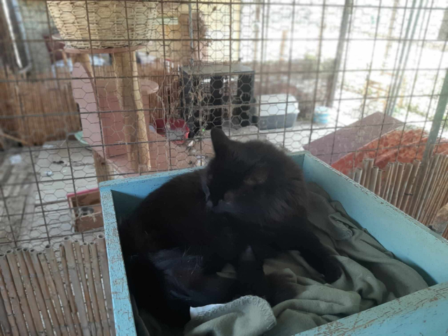 fellengel-bakalaria-7