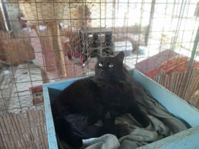 fellengel-bakalaria-8