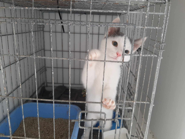 fellengel-papoutsi-1