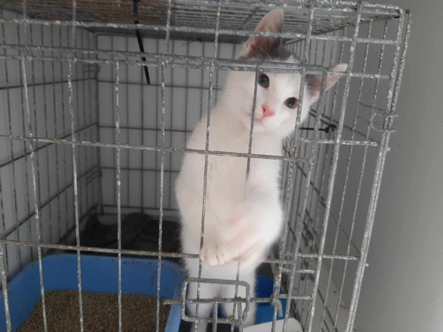 fellengel-papoutsi-2