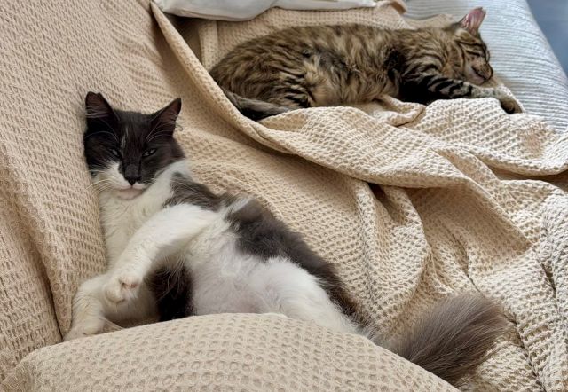 fellengel_cher_debbie