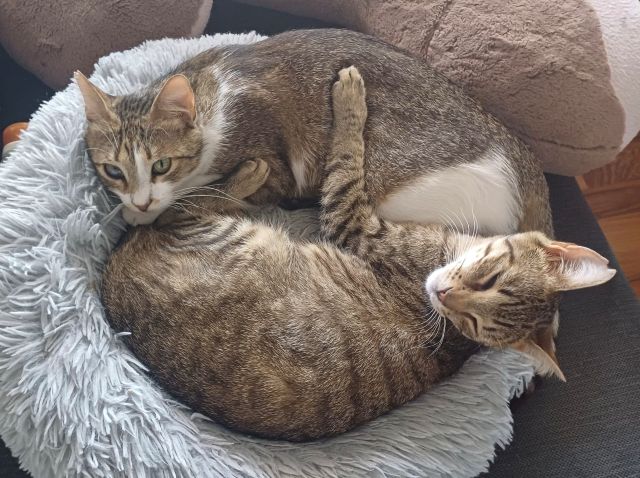 fellengel_georgina_leia