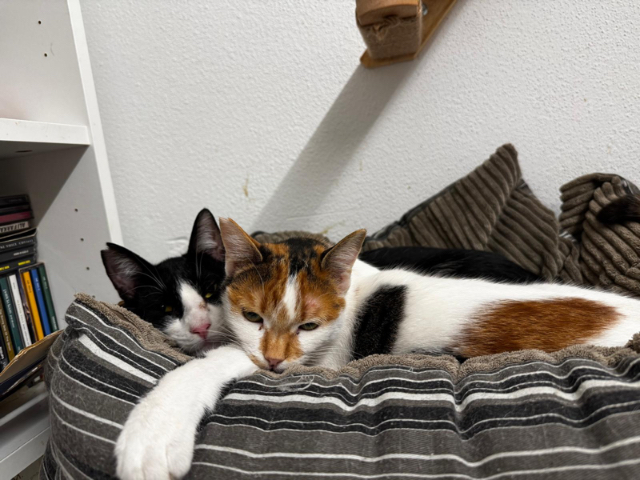 Fellengel_Donut und Sophie_1