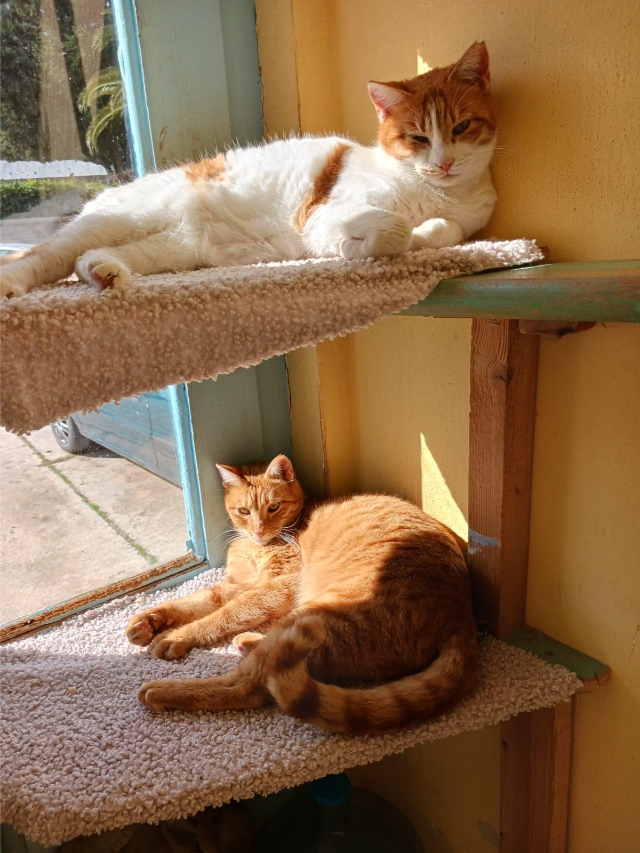 Fellengel_Kanela und Portokalouis