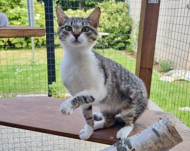 fellengel-nafsica-10