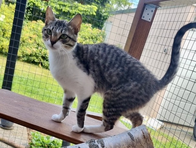 fellengel-nafsica-11