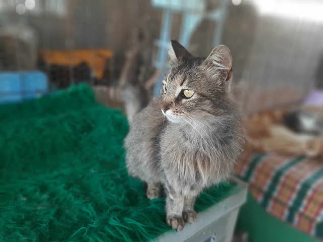 fellengel-saganaki-1