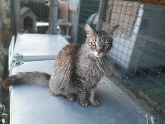 fellengel-saganaki-10