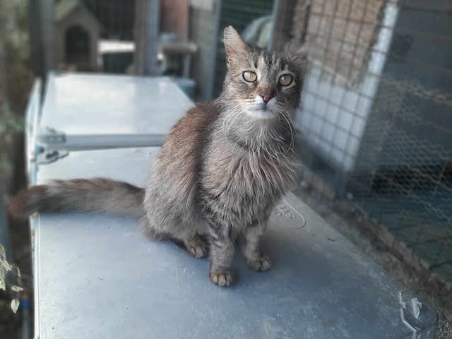 fellengel-saganaki-11