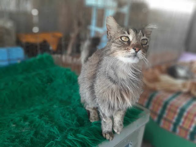 fellengel-saganaki-2