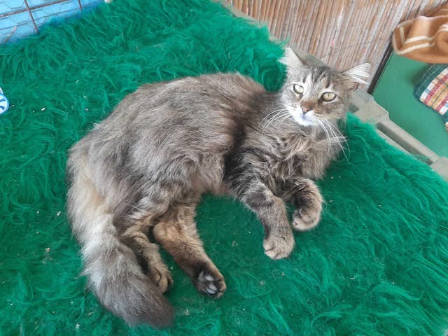 fellengel-saganaki-3