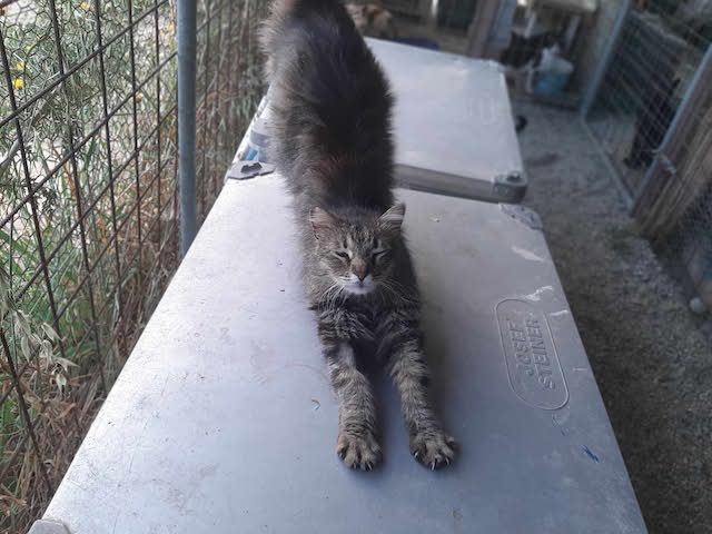 fellengel-saganaki-4