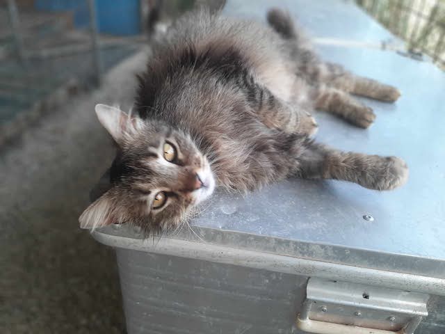 fellengel-saganaki-5