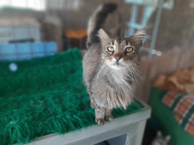 fellengel-saganaki-6