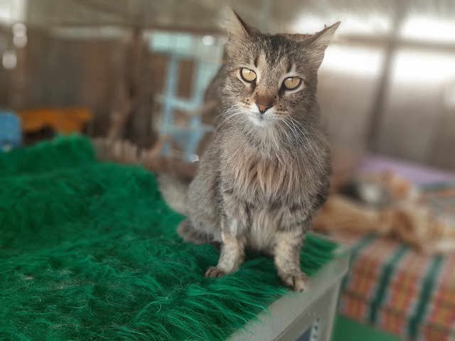 fellengel-saganaki-7