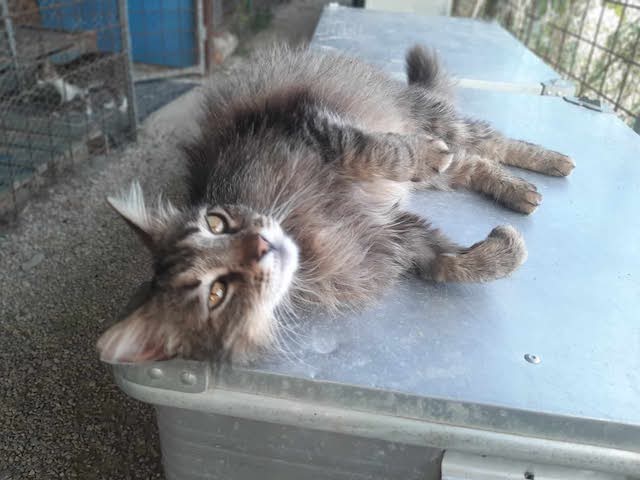 fellengel-saganaki-8