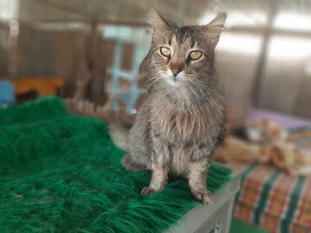 fellengel-saganaki-9