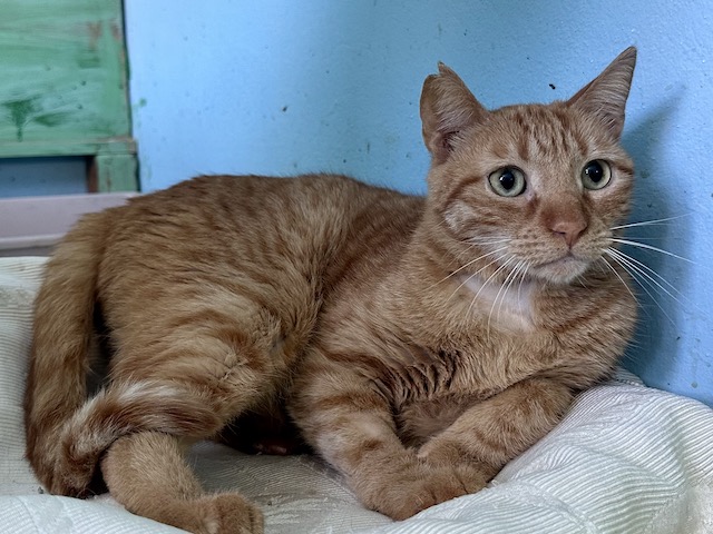 Tigris - male, urinary infection, cuddly, likes to observe the birds, calm, social