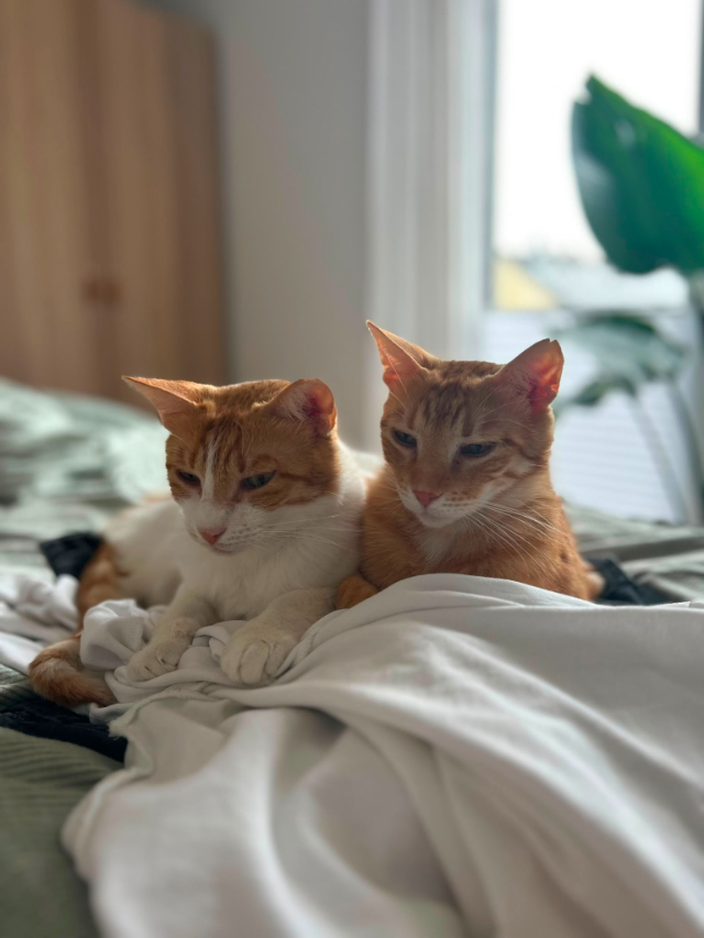 fellengel_Kanela&Portokalouis_4