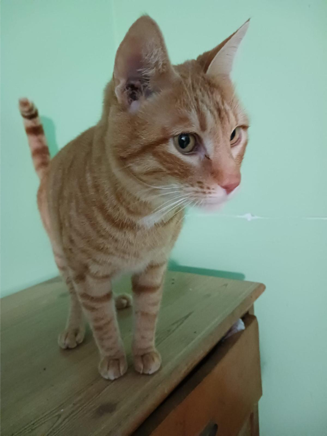 fellengel_Portokaloulis_1