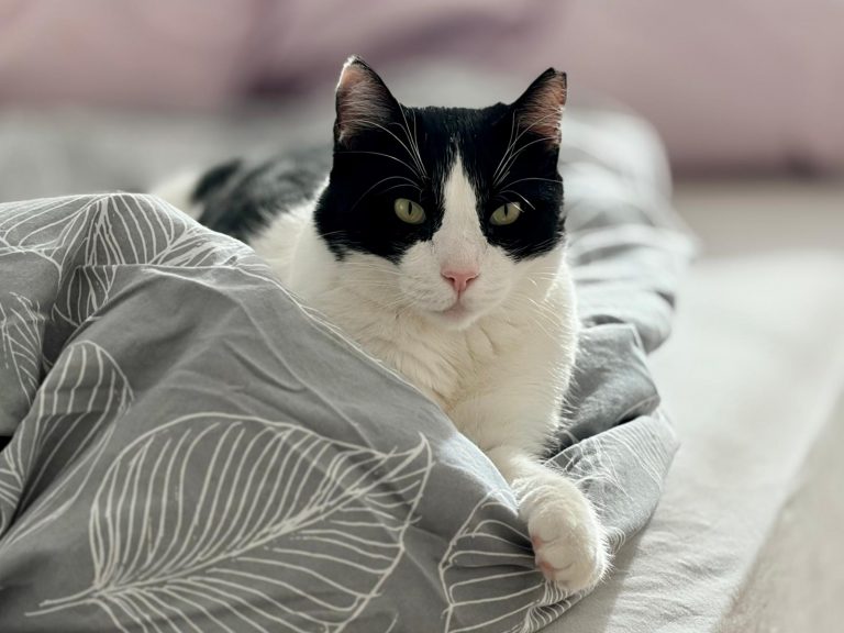 fellengel_andreas_11