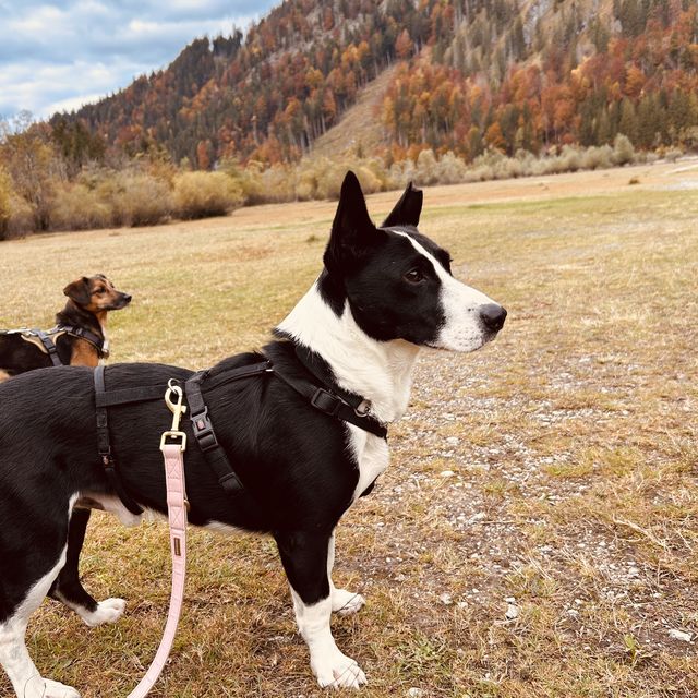 fellengel_bütyök_02