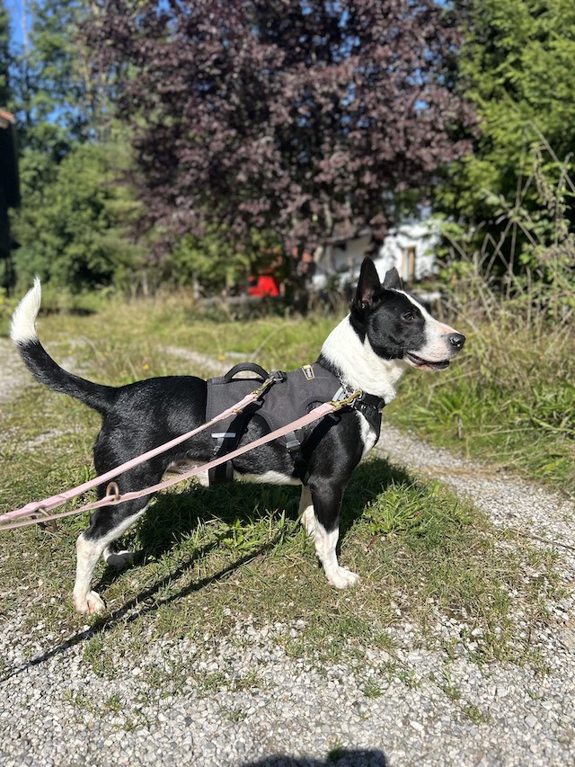 fellengel_bütyök_1