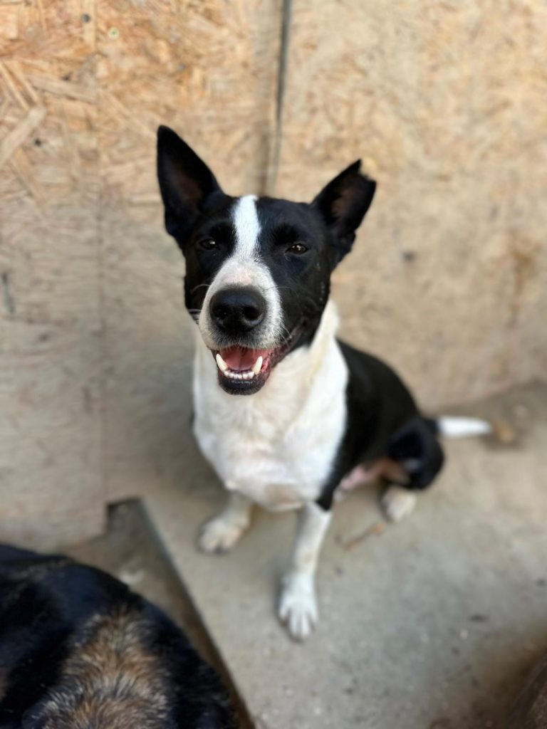 fellengel_bütyök_16