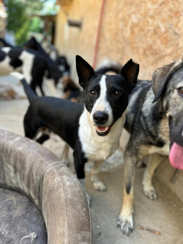 fellengel_bütyök_17