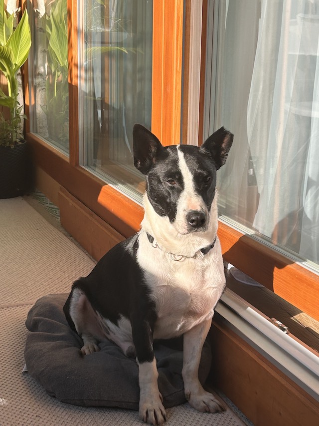 fellengel_bütyök_4