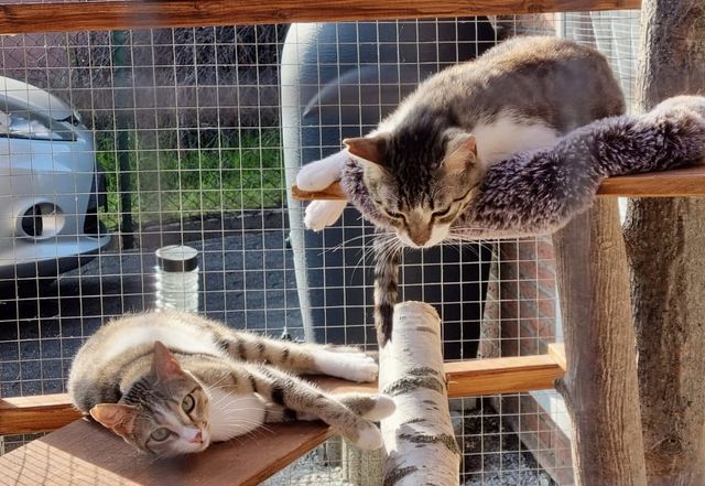 fellengel_isla_nafsica