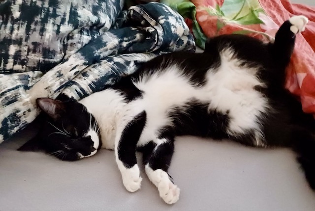 fellengel_kleila_loil_1