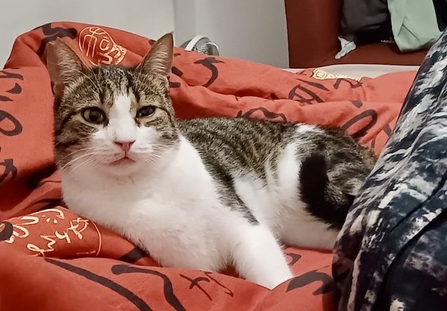 fellengel_kleila_loil_3