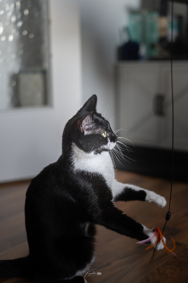 fellengel_klelia_loil_1