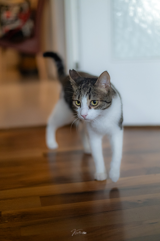 fellengel_klelia_loil_10