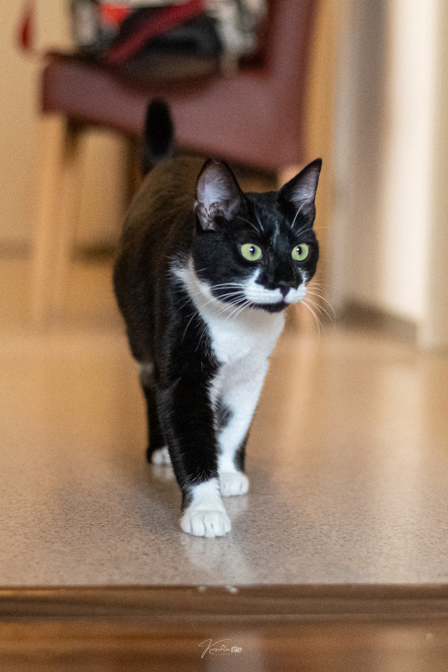 fellengel_klelia_loil_11