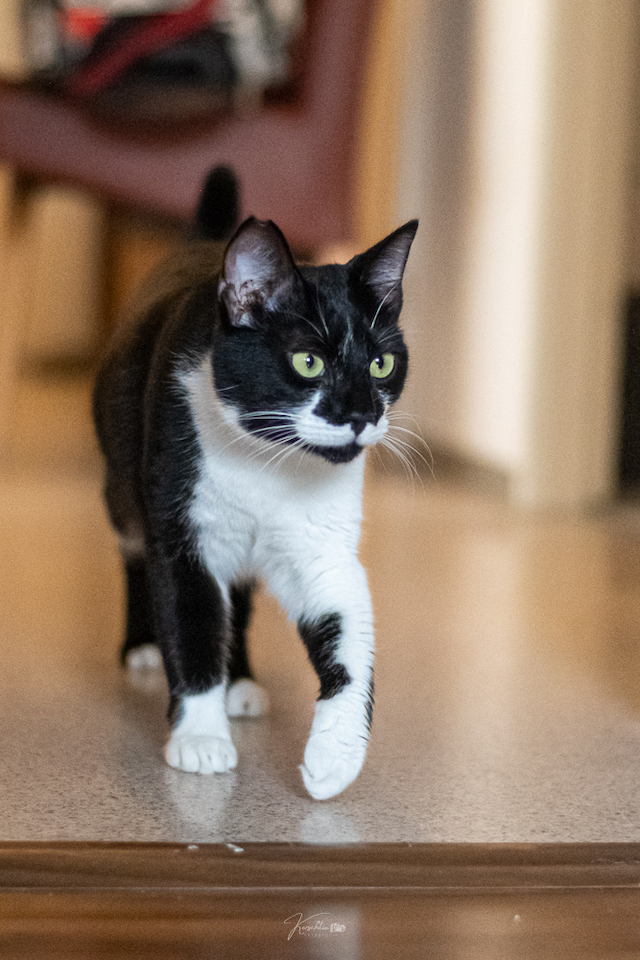 fellengel_klelia_loil_12