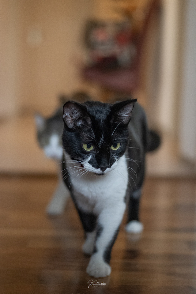 fellengel_klelia_loil_13