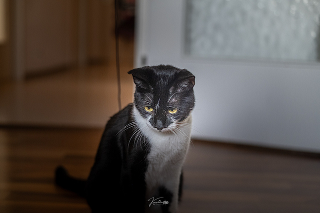 fellengel_klelia_loil_2