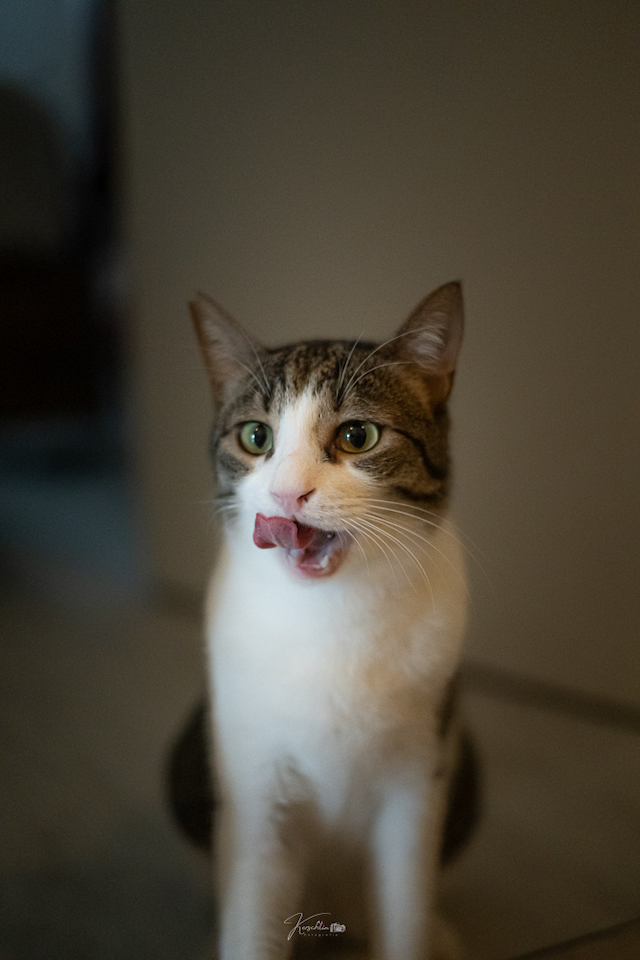 fellengel_klelia_loil_3