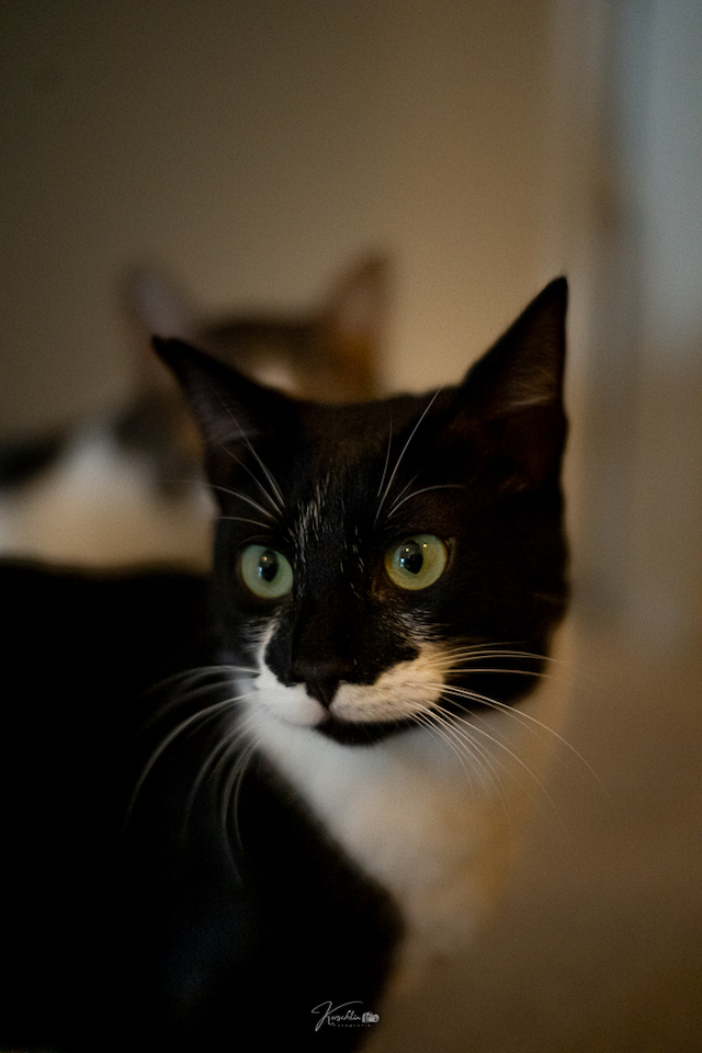 fellengel_klelia_loil_4